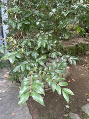Plinia cauliflora