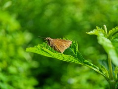 Polytremis lubricans