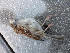 Zonotrichia albicollis