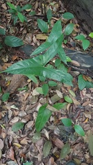 Alocasia longiloba
