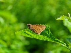 Polytremis lubricans