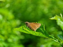 Polytremis lubricans