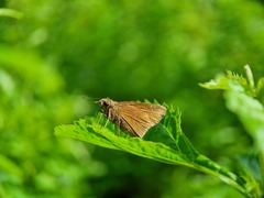 Polytremis lubricans