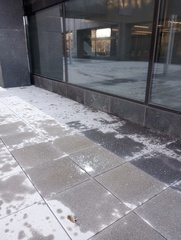 Zonotrichia albicollis