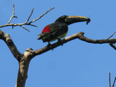 Pteroglossus inscriptus