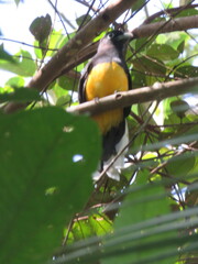 Trogon viridis