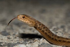 Dryophylax hypoconia