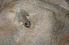 Buergeria oxycephala