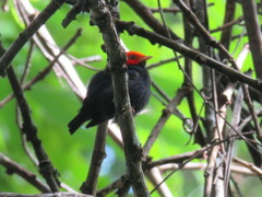 Ceratopipra rubrocapilla