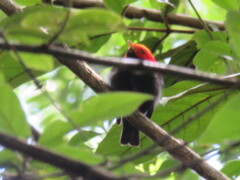 Ceratopipra rubrocapilla