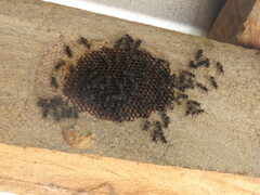 Metapolybia