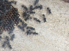 Metapolybia