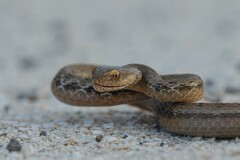 Dryophylax hypoconia