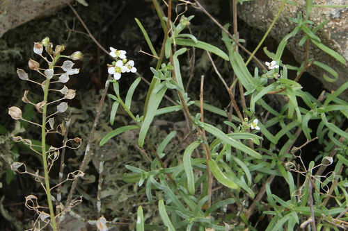 Lobularia canariensis subsp. marginata image