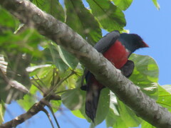 Trogon melanurus