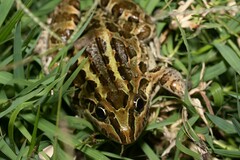 Leptodactylus luctator