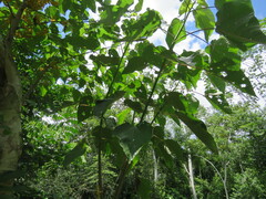 Urera caracasana