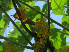 Urera caracasana