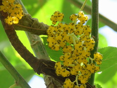 Urera caracasana