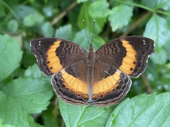 Junonia elgiva