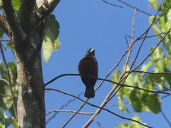 Sporophila angolensis