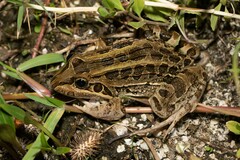 Leptodactylus luctator