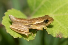 Boana pulchella