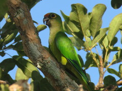 Eupsittula aurea