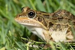 Leptodactylus luctator