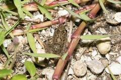 Leptodactylus latinasus