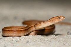 Dryophylax hypoconia