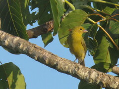 Schistochlamys melanopis