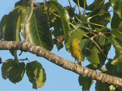 Schistochlamys melanopis