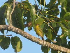 Schistochlamys melanopis