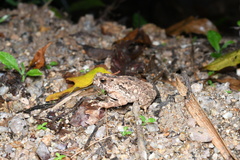 Ingerophrynus ledongensis