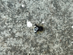 Plagiometriona clarki