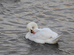 Cygnus olor