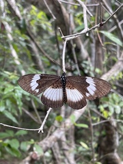 Pseudacraea eurytus imitator