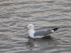 Larus michahellis