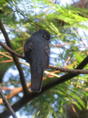 Trogon ramonianus