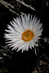 Helichrysum retortum