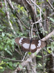 Pseudacraea eurytus imitator