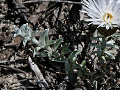 Helichrysum retortum
