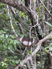 Pseudacraea eurytus imitator