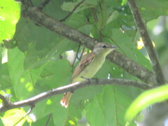 Pachyramphus polychopterus