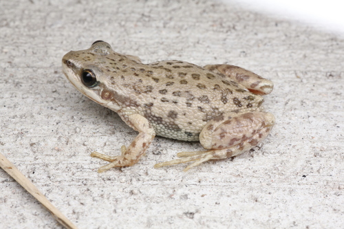 Boreal Chorus Frog