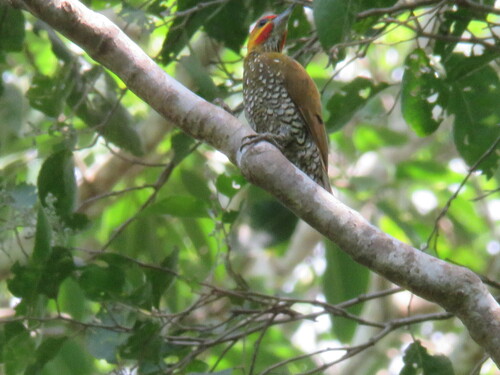 White-throated Woodpecker
