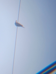 Streptopelia decaocto