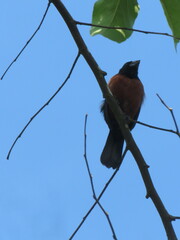 Sporophila angolensis