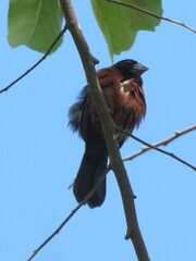 Sporophila angolensis